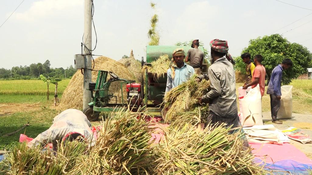 নওগাঁয় আউশ ধানের দাম কম, হতাশ চাষিরা