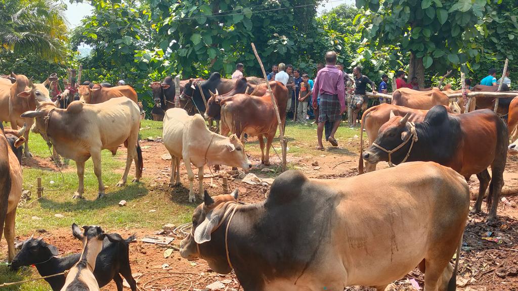 বাঘাইছড়িতে জমে উঠেছে পাহাড়ি গরুর হাট