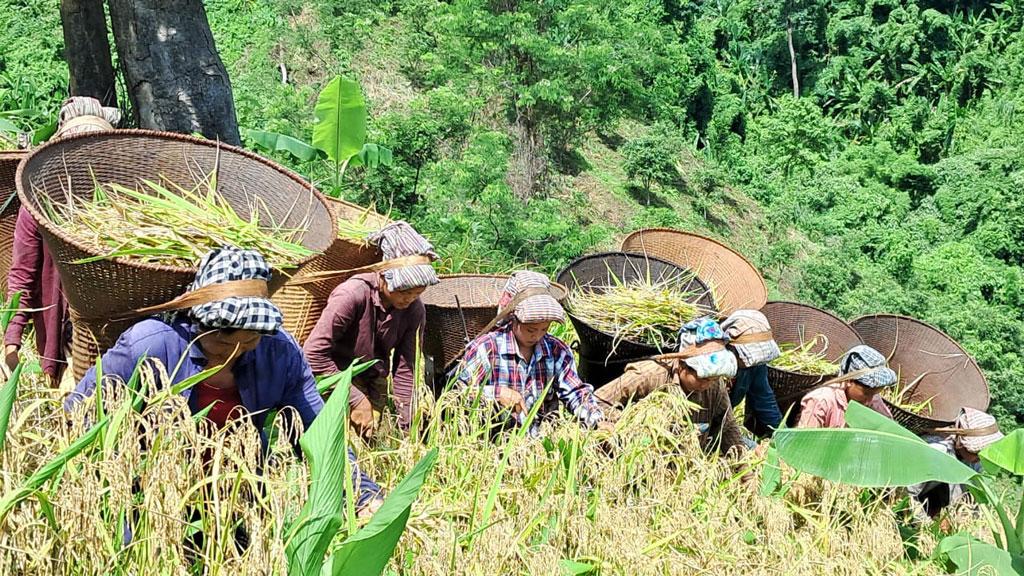 থানচির পাহাড় হাসছে জুমের সোনালি ধানে