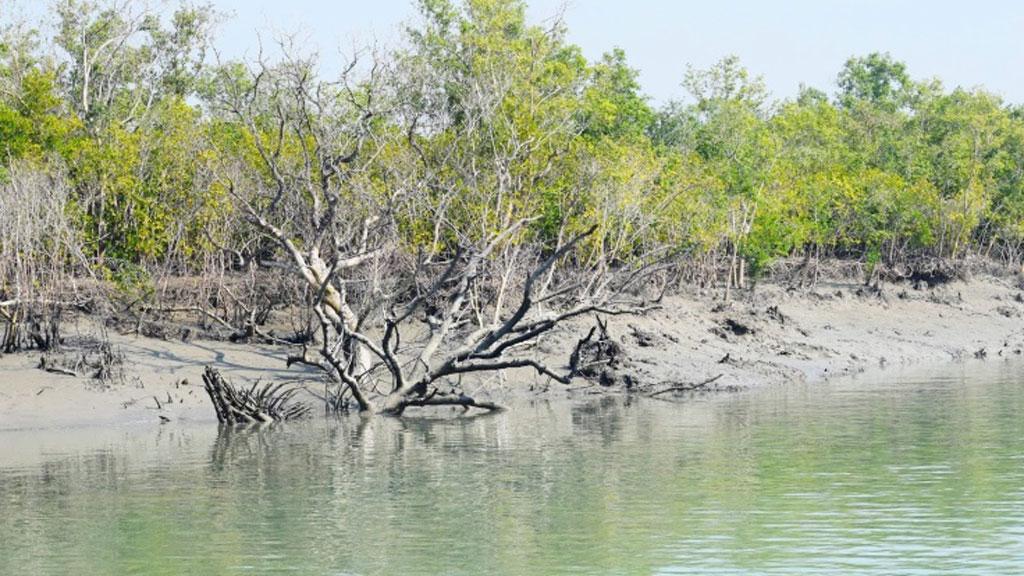 কয়রায় ৮২ কেজি হরিণের মাংস জব্দ 