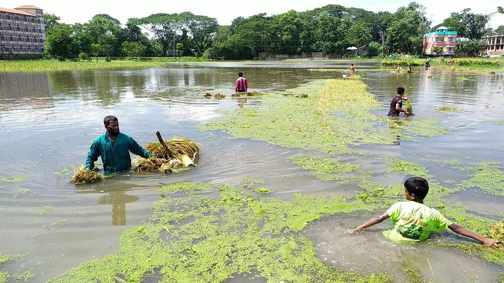 আধা পাকা ধান ঘরে তোলার আপ্রাণ চেষ্টা বানভাসিদের