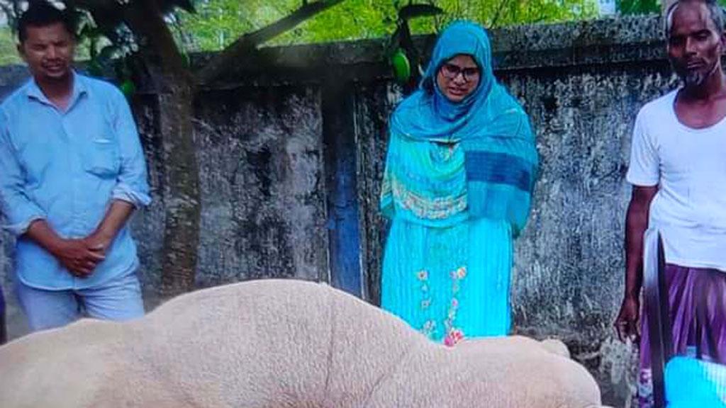 বীরগঞ্জে বিরল প্রজাতির মৃত নীলগাই উদ্ধার