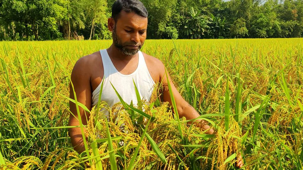 ধানে লাভের স্বপ্ন কৃষকের