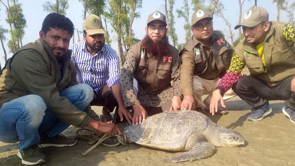 মনপুরায় ৬০ কেজির কচ্ছপ উদ্ধার, মেঘনায় অবমুক্ত