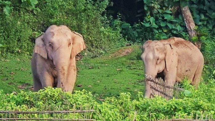 সিলেটের শেষ বুনো হাতিরা