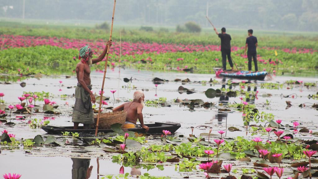 লাল শাপলার বিলে আছে সাদা-বেগুনিও