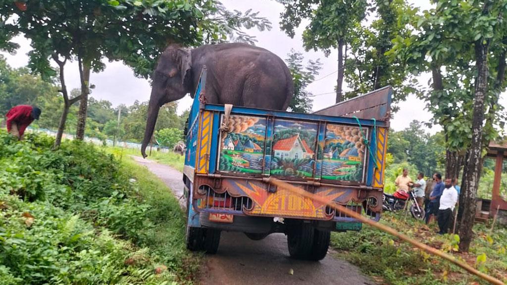 গোপালগঞ্জে মাহুতের মৃত্যু: সেই হাতির ঠাঁই সাফারি পার্কে