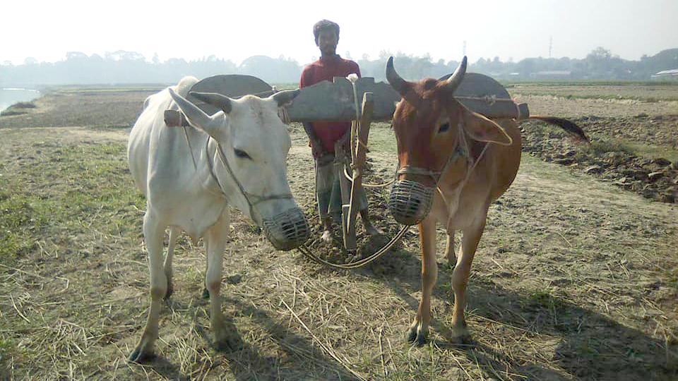 গরু দিয়ে হালচাষ কমছেই