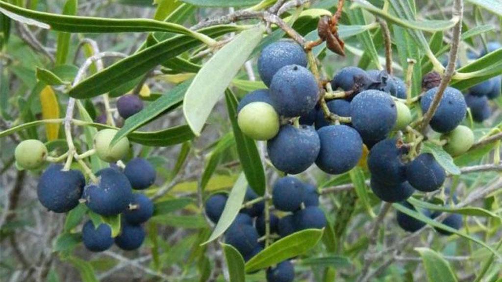 ডলার সংকট: ভোজ্য তেলের আমদানি কমাতে জলপাই চাষে পাকিস্তান