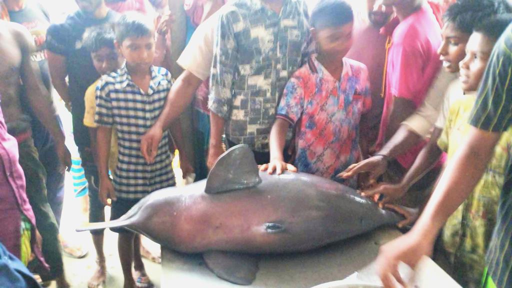 জেলের জালে ৫০ কেজির শুশুক, দেখতে উৎসুক জনতার ভিড়