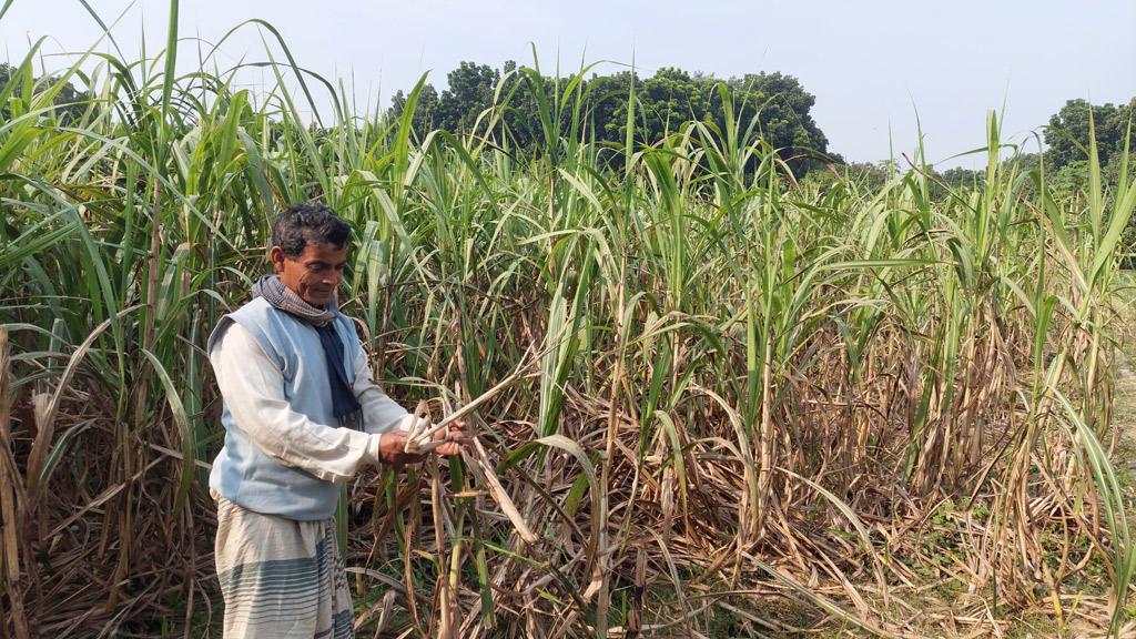 কষ্টের আখ এখন বোঝা