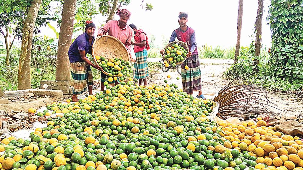 লেবু গ্রামেই দাম বেশি