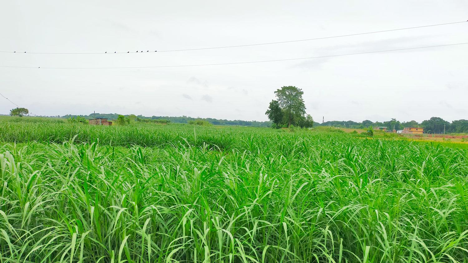 নেপিয়ারে স্বাবলম্বী কৃষক