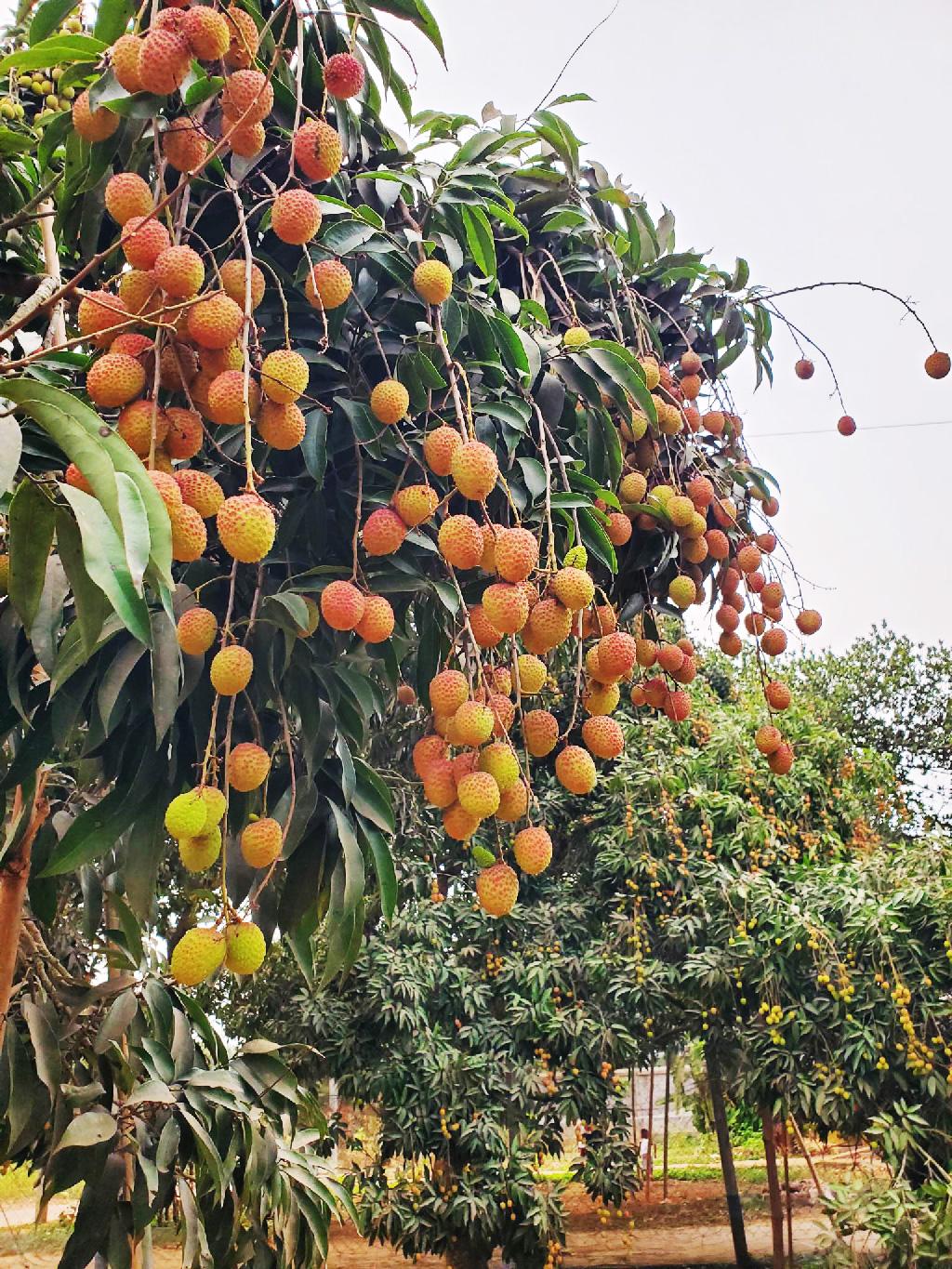 বিজয়নগরে লিচুর বাম্পার ফলন, খুশি বাগান মালিকেরা