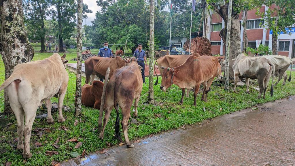 পাচারকালে দুই দিনে ২০টি গরু আটক