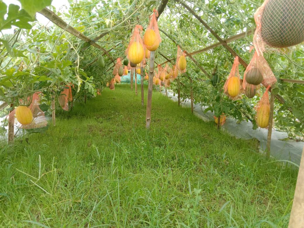 সতেজতা ফিরেছে হালদাপাড়ে