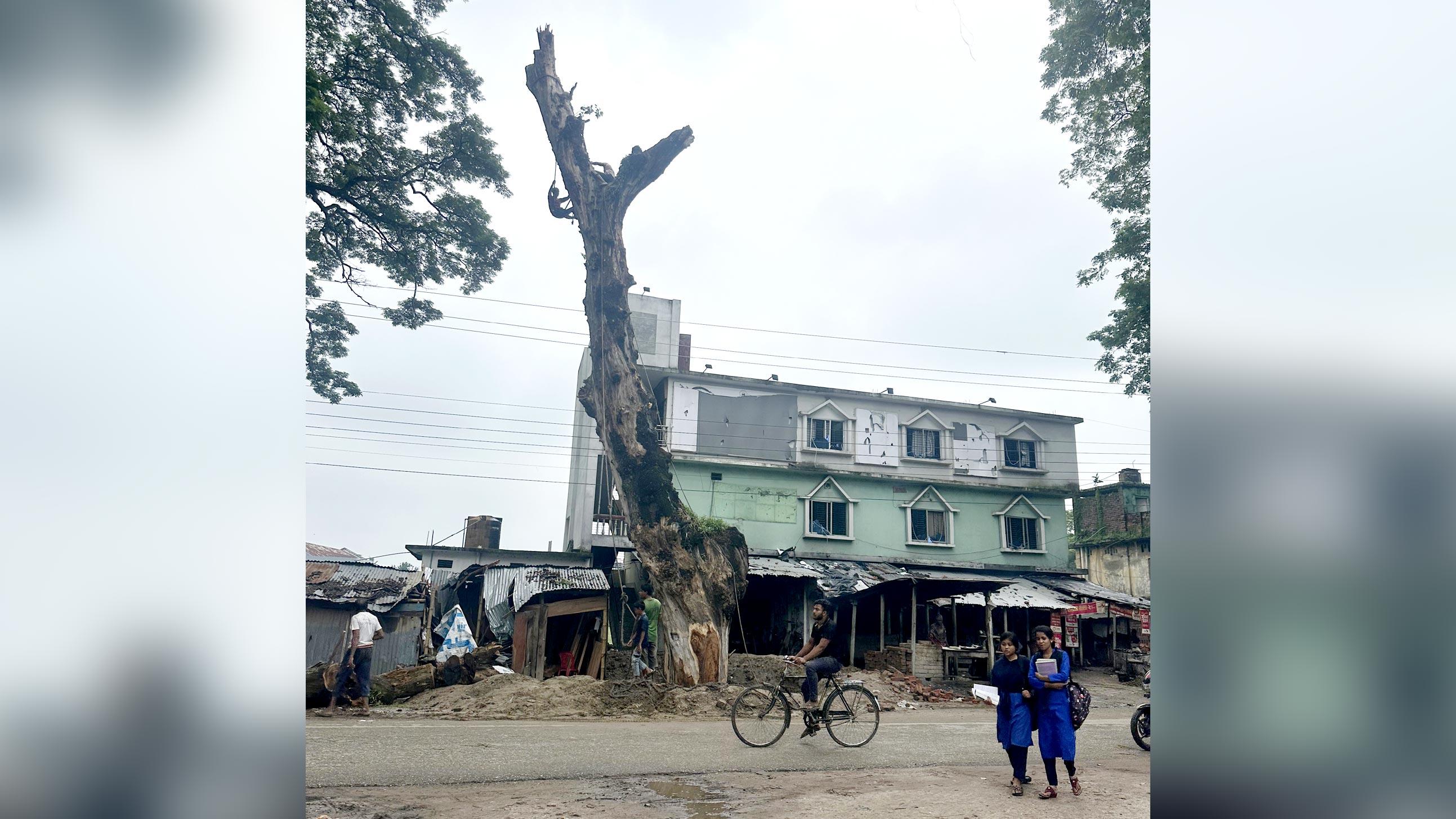 সড়কের ৪০ লাখ টাকার গাছ ৬ লাখে বিক্রির অভিযোগ জেলা পরিষদের বিরুদ্ধে