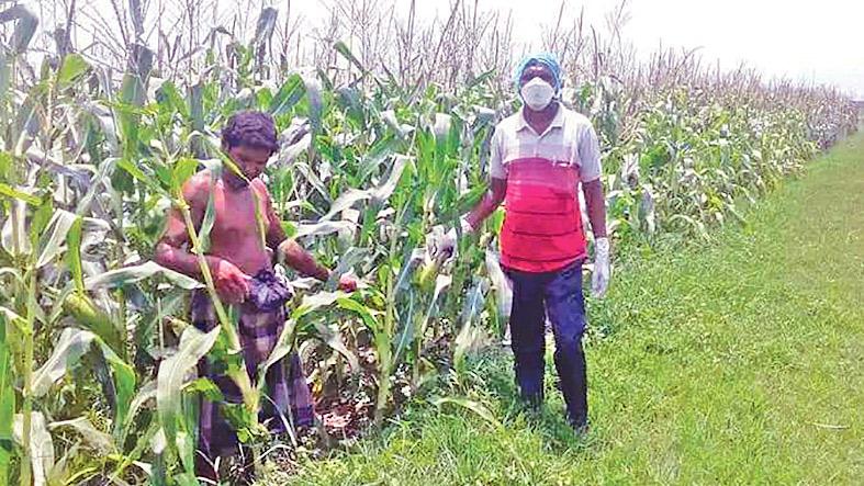 লবণাক্ত জমিতে সূর্যমুখী ও ভুট্টার ফলনে খুশি চাষি