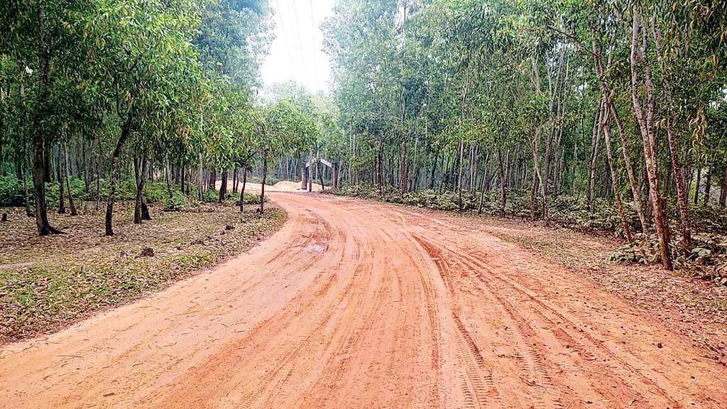 কক্সবাজারের চকরিয়ায় সংরক্ষিত বনে এলজিইডির সড়ক