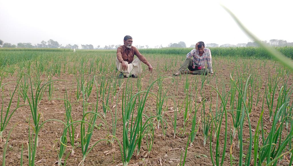 ‘ভারতীয়’ নষ্ট বীজ লাগিয়ে ক্ষতিগ্রস্ত শ্রীপুরের কৃষকেরা