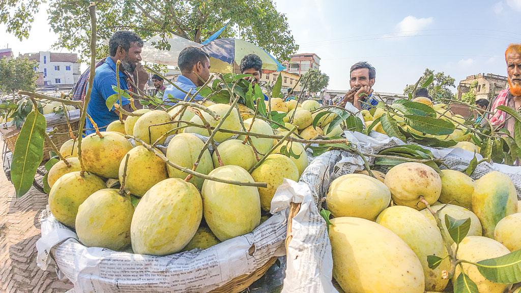 আশ্বিনে মিলছে আশ্বিনা ১২ হাজার টাকা মণ