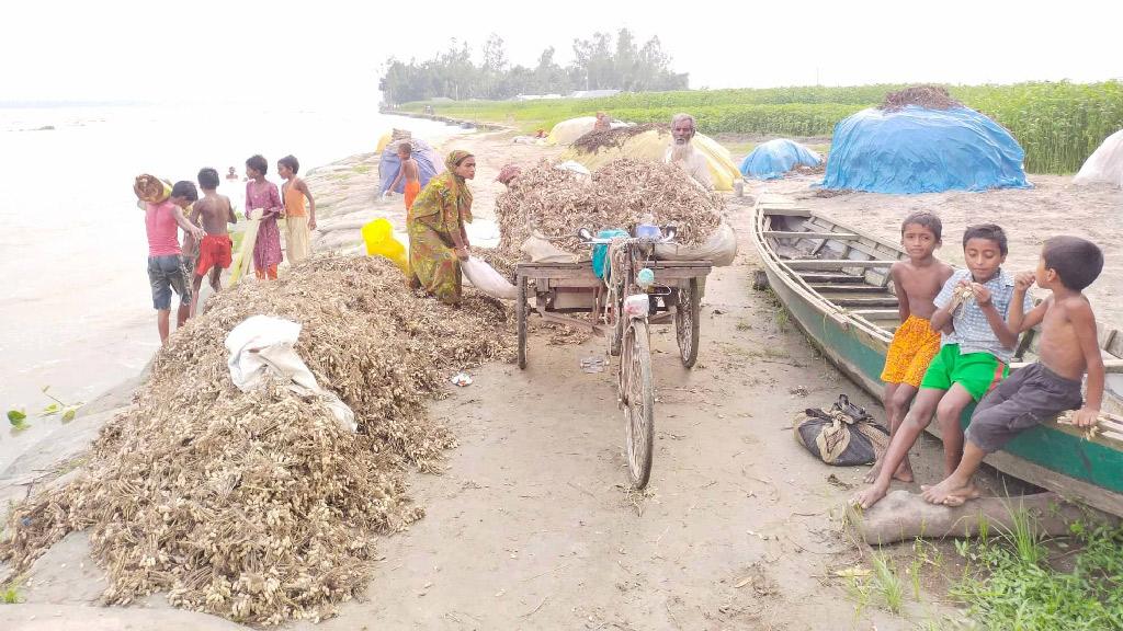 পানিতে ডুবেছে বাদামখেত, চরাঞ্চলের কৃষক পরিবারে হাহাকার