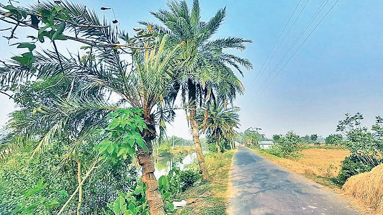 গাছির সংকট, খেজুর রসের স্বাদ ভুলতে বসেছে মানুষ