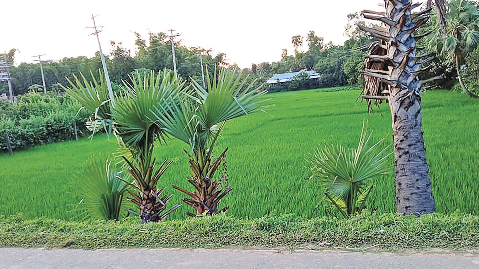 এ যেন প্রাকৃতিক রিসোর্ট