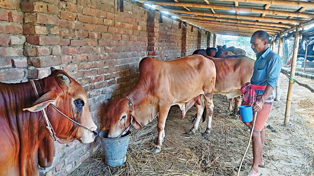 গরু-মহিষের আবাসিক হোটেল