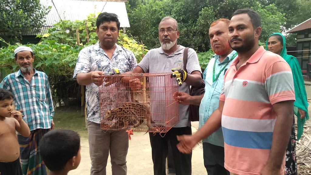 দাউদকান্দিতে গ্রামীণ বনে ছেড়ে দেওয়া হলো জালে আটকে পড়া মেছো বিড়াল 