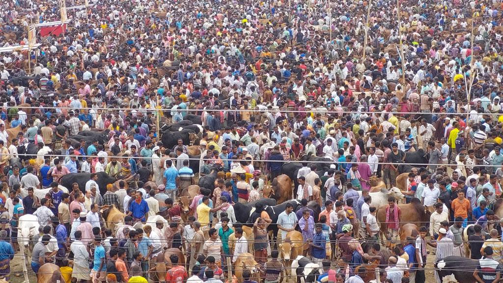 রাজশাহীর তাহেরপুরে জমজমাট পশুর হাট, মাঝারি গরুর বিক্রি বেশি 