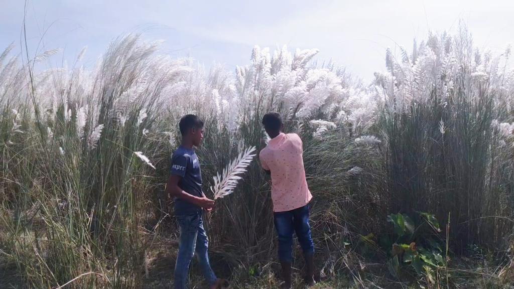 কাশফুল কারও কাছে সৌন্দর্য, কারও জীবিকা