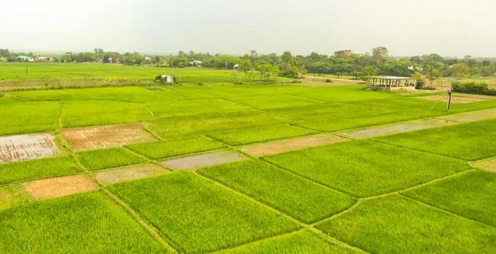 সুনামগঞ্জের হাওরে বোরো আবাদ: বাঁধ নির্মাণ হয়নি, শঙ্কায় কৃষক