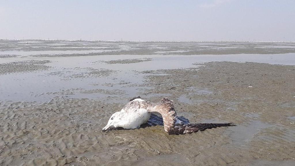 জেলেদের ফাঁদে বেঘোরে মরছে সামুদ্রিক পাখি