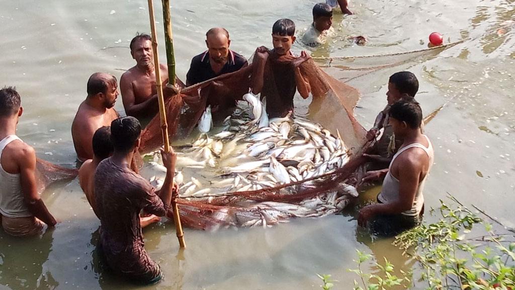 পুকুরে বিষ দিয়ে ২৫ লাখ টাকার মাছ নিধন