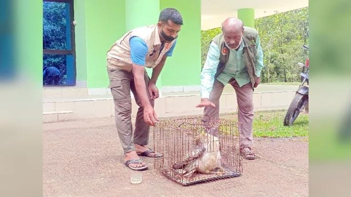 গোয়াইনঘাটে বাজপাখি উদ্ধার, পরে বনে অবমুক্ত