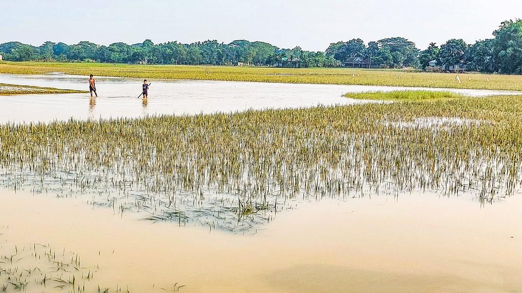 ময়মনসিংহে বন্যায় ধানে-মাছে ক্ষতি ৪০০ কোটি টাকা