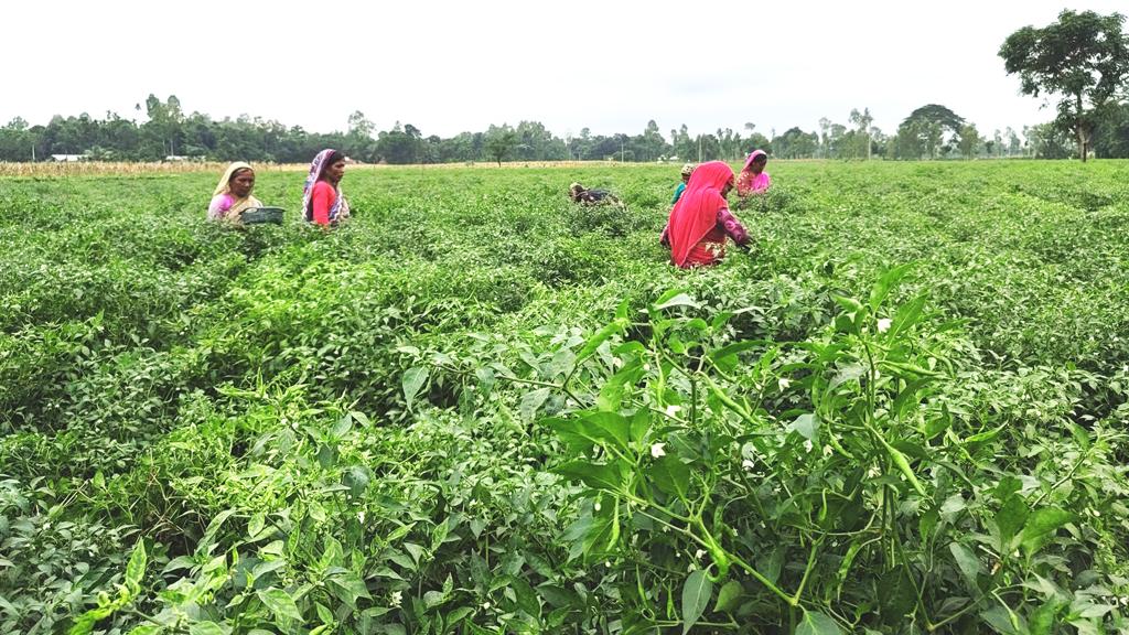 এবার খরায় কুড়িগ্রামে কাঁচা মরিচের ফলন কম, বলছেন কৃষকেরা