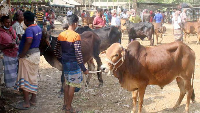 সুনামগঞ্জে এবার বসবে ৩৮টি অস্থায়ী পশুহাট, মানতে হবে সরকারি নির্দেশনা