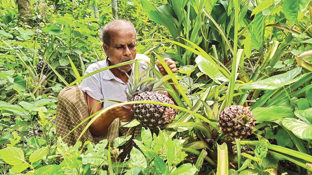 ঝোপঝাড়ের আনারসে টাকা আসে অনায়াসে