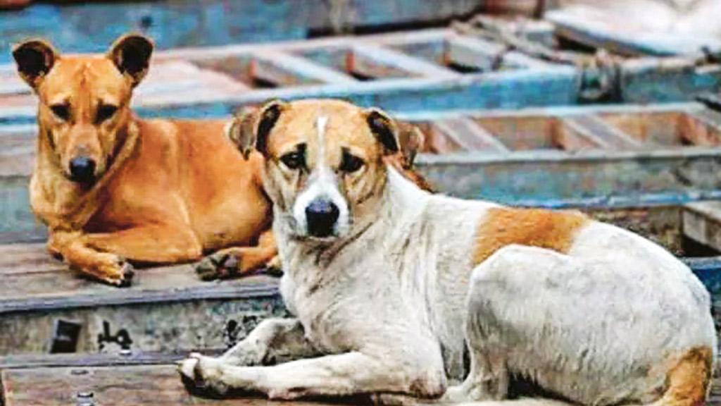 জলাতঙ্কে মরছে গরু, হাসপাতালে নেই টিকা