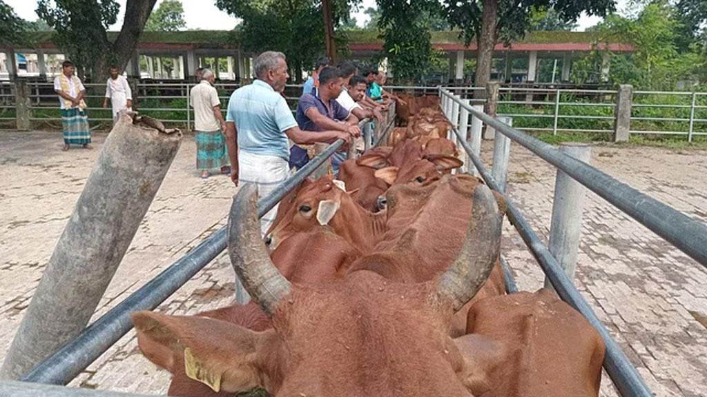 সরকারি খামারের গরু বিক্রির নিলামে সিন্ডিকেট, তদন্তও দায়সারা 