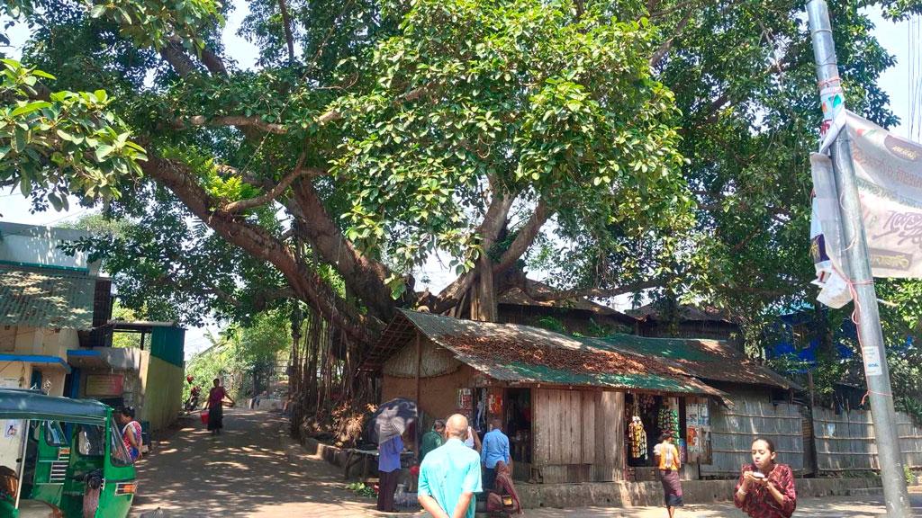 শতবর্ষী বটগাছটি কাটতে দেবে না এলাকাবাসী, ৪ বার ফিরে গেল প্রশাসন 