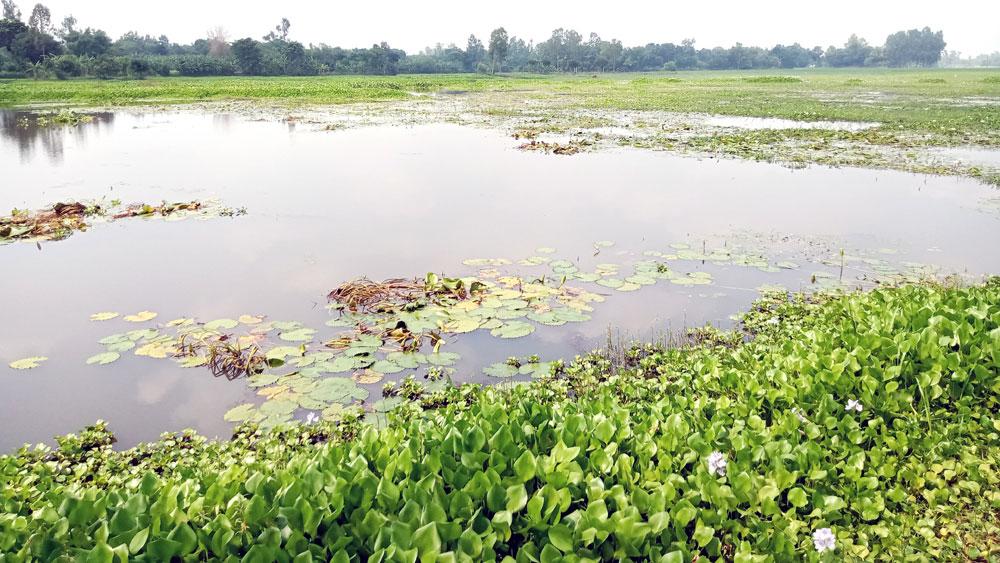 ফুলবাড়ীতে ১৫০০ বিঘা জমিতে জলাবদ্ধতা, বছরে ক্ষতি সাড়ে ৭ কোটি টাকা