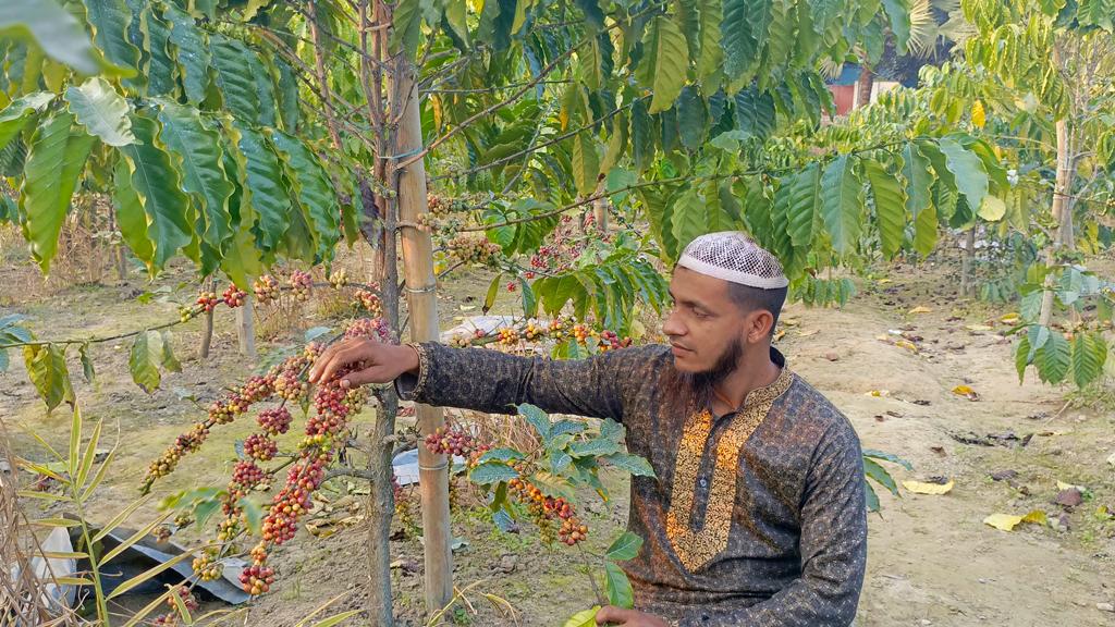 সমতল ভূমিতে কফি চাষে সফল নরসিংদীর সালাহউদ্দিন