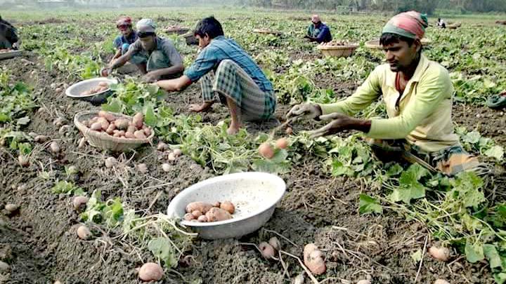 আগাম আলুতে মিলছে না দাম