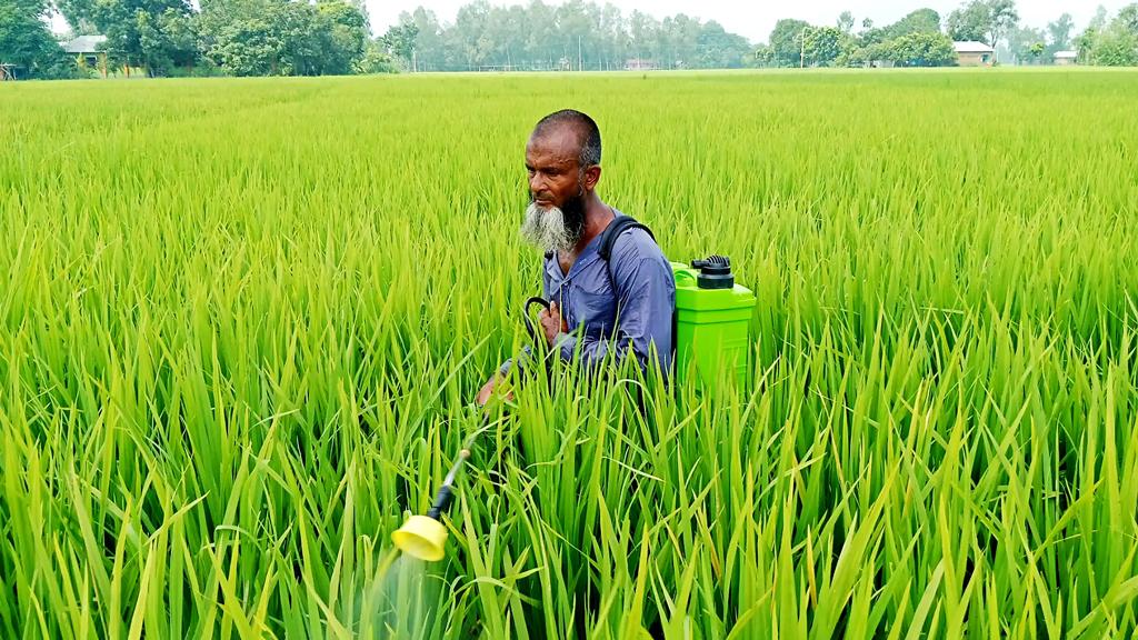 আমনখেতে পোকার আক্রমণ, কাজ হচ্ছে না কীটনাশকেও