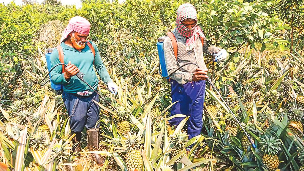 রোজার বাজার ধরতে আনারসে ‘বিষ’