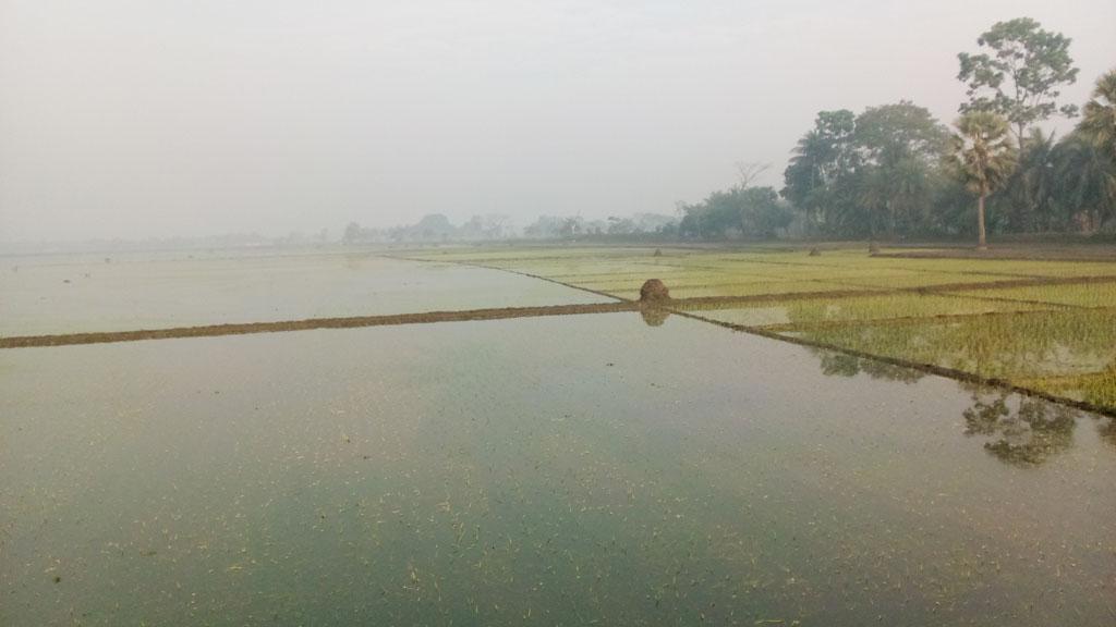 বাঁধ ভেঙে খেতে পানি, বোরো চাষ নিয়ে শঙ্কা