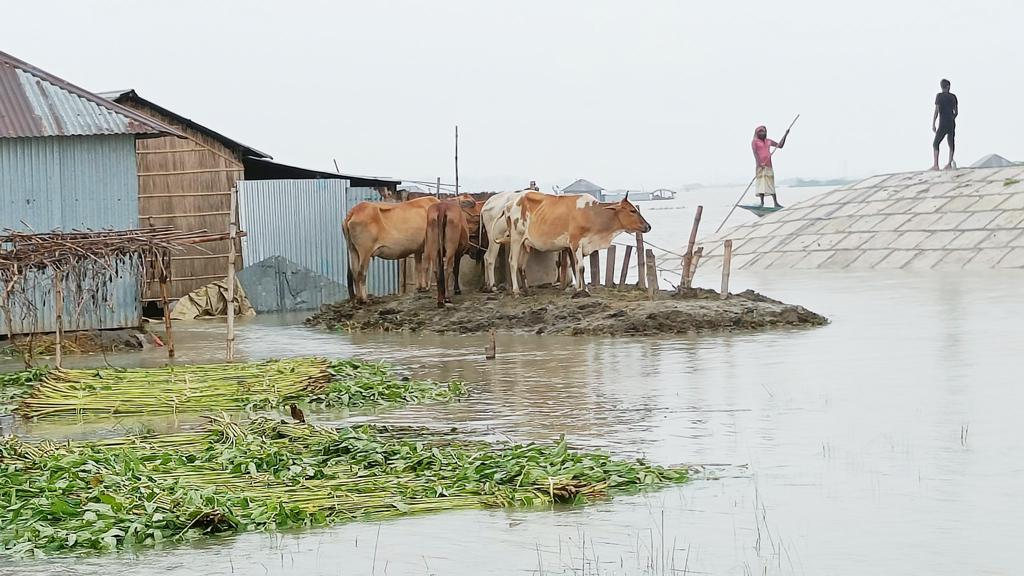 সিরাজগঞ্জে পানিবন্দী ৩০ হাজার গবাদিপশু, দেখা দিয়েছে খাদ্যসংকট 